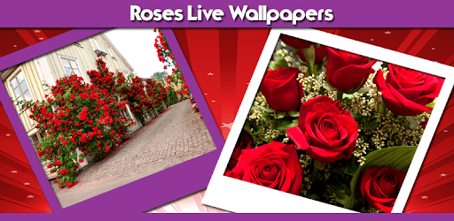 Roses Live Wallpapers PC screenshot