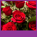 Roses Live Wallpapers icon