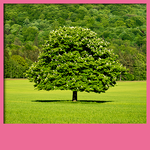 Tree Live Wallpapers for PC