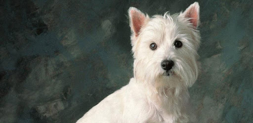 Dogs Live Wallpapers PC screenshot Dogs Live Wallpapers PC screenshot