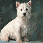 Dogs Live Wallpapers for PC Dogs Live Wallpapers for PC