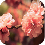 Lovely Nature Live Wallpapers for PC
