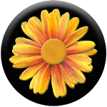 Daisy of Wishes for PC Daisy of Wishes for PC