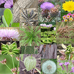 Weeds of South East QLD and Northern NSW icon