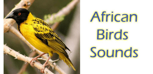 African Birds Sounds Free PC screenshot African Birds Sounds Free PC screenshot