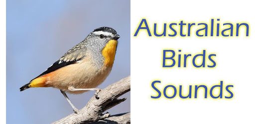 Australian Birds Sounds Free PC screenshot Australian Birds Sounds Free PC screenshot