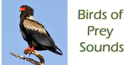 Birds of Prey Sounds Free PC screenshot Birds of Prey Sounds Free PC screenshot