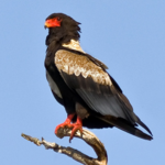 Birds of Prey Sounds Free for PC Birds of Prey Sounds Free for PC