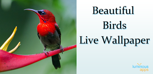 Beautiful Birds Live Wallpaper PC screenshot Beautiful Birds Live Wallpaper PC screenshot