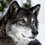 Wolves Live Wallpapers for PC