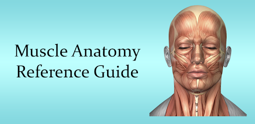 Muscle Anatomy Reference Guide PC screenshot