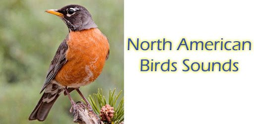 North American Birds Free PC screenshot