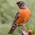 North American Birds Free icon