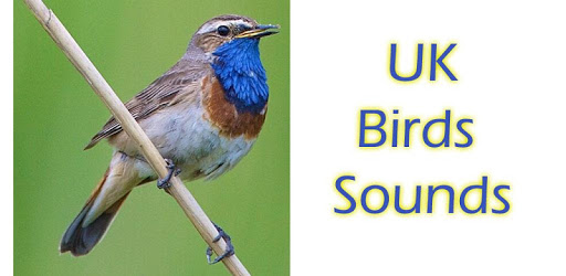 UK Birds Sounds Free PC screenshot UK Birds Sounds Free PC screenshot