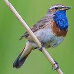 UK Birds Sounds Free icon
