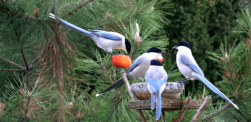 4K Garden Birds Video Live Wallpaper PC screenshot
