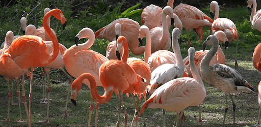 4K Flamingo Video Live Wallpaper PC screenshot 4K Flamingo Video Live Wallpaper PC screenshot