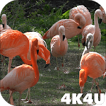 4K Flamingo Video Live Wallpaper for PC 4K Flamingo Video Live Wallpaper for PC