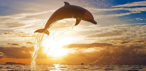 Dolphins 4K Live Wallpaper PC screenshot