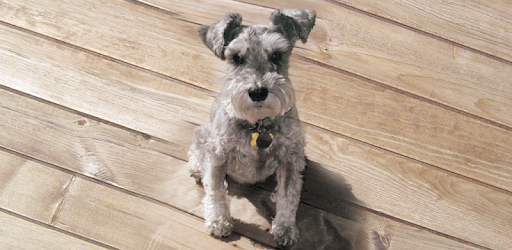 Maddie's Pet Assistant PC screenshot