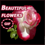 Beautiful flowers gif for PC Beautiful flowers gif for PC