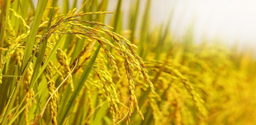 Bsc Agri Notes PC screenshot