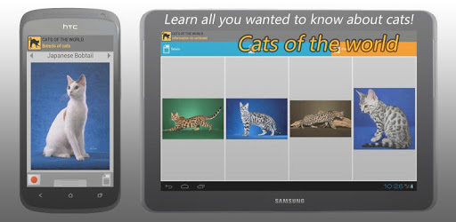 Cats of the world PC screenshot