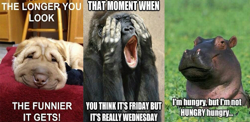 Funny Animal Meme PC screenshot Funny Animal Meme PC screenshot