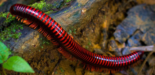 Millipede Wallpaper PC screenshot Millipede Wallpaper PC screenshot