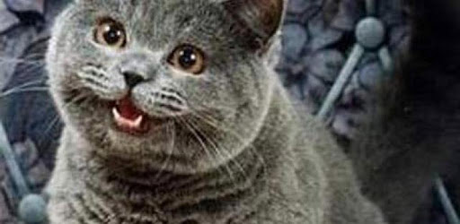 Random Lolcat PC screenshot