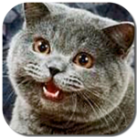 Random Lolcat for PC
