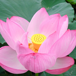 Buddhist Songs icon