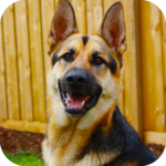 police dog criminal chase icon