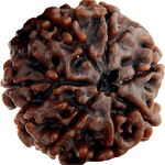 Rudrakshas for PC