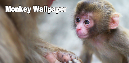Monkey Wallpaper PC screenshot Monkey Wallpaper PC screenshot