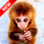 Monkey Wallpaper for PC Monkey Wallpaper for PC