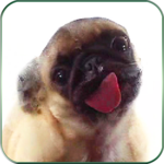Dog Licks Screen LWP HD icon