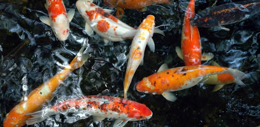 Koi Underwater Live Wallpaper PC screenshot