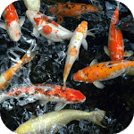 Koi Underwater Live Wallpaper for PC