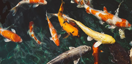 ๐ Koi aquarium 3D live wallpaper PC screenshot ๐ Koi aquarium 3D live wallpaper PC screenshot