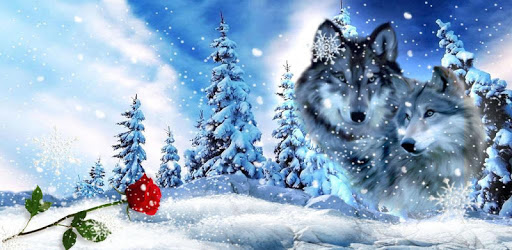 Wolf Love Live Wallpaper PC screenshot Wolf Love Live Wallpaper PC screenshot