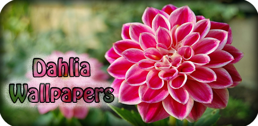 Dahlia Flower Wallpaper Hd PC screenshot Dahlia Flower Wallpaper Hd PC screenshot