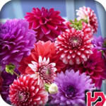 Dahlia Flower Wallpaper Hd icon