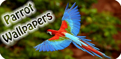 Parrot Wallpaper Hd PC screenshot Parrot Wallpaper Hd PC screenshot