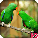 Parrot Wallpaper Hd icon