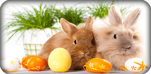 Rabbit Wallpaper HD PC screenshot