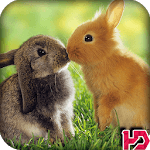 Rabbit Wallpaper HD for PC