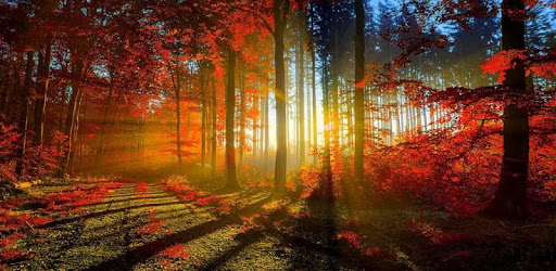 Autumn Wallpaper HD PC screenshot
