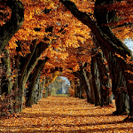 Autumn Wallpaper HD icon
