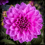 Dahlia Flower HD Wallpaper for PC Dahlia Flower HD Wallpaper for PC